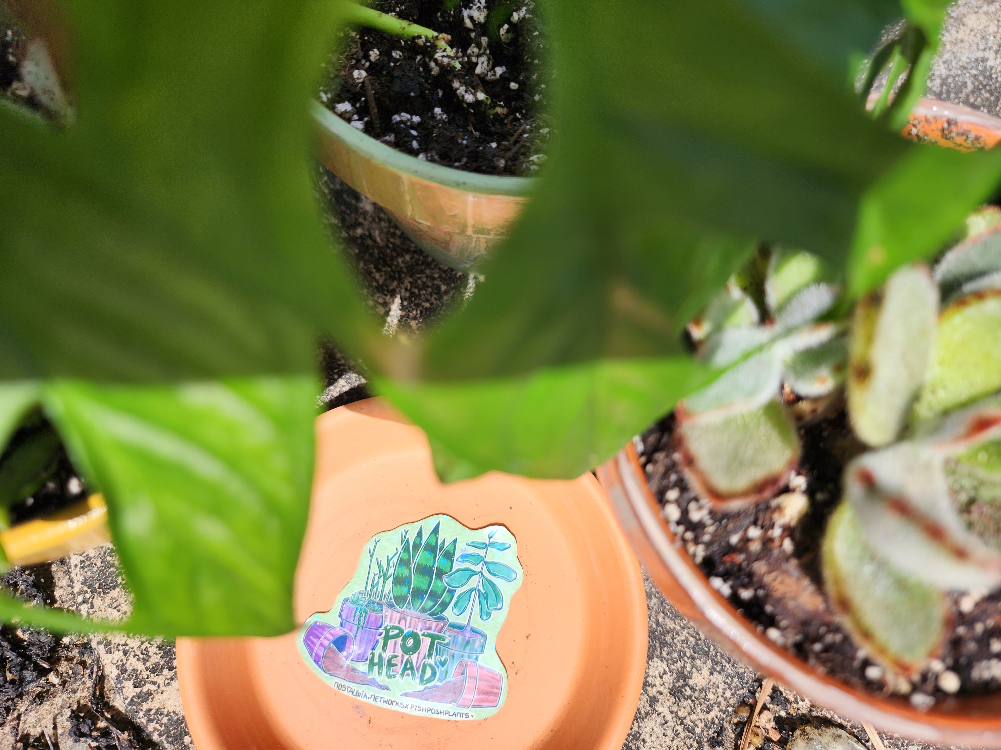 Pot Head Sticker by Nostalgia.Networks