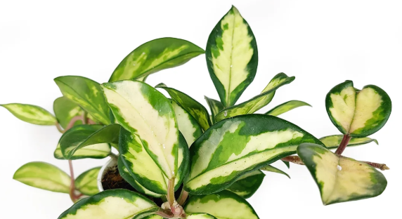 Hoya Krimson Princess | Pet-Safe | Semi-Succulent