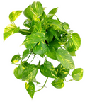 Golden Pothos | Easy Care