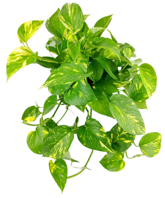Golden Pothos | Easy Care
