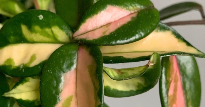 Hoya Krimson Princess | Pet-Safe | Semi-Succulent
