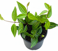 Peperomia Beetle | Pet-Safe | Semi-Succulent