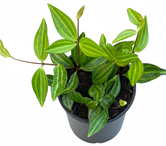Peperomia Beetle | Pet-Safe | Semi-Succulent