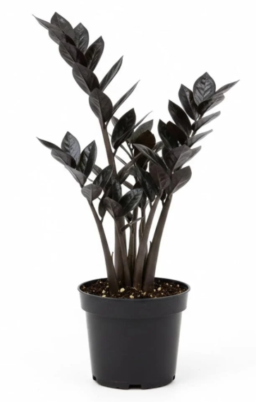Raven ZZ | Great for Beginners | Succulent