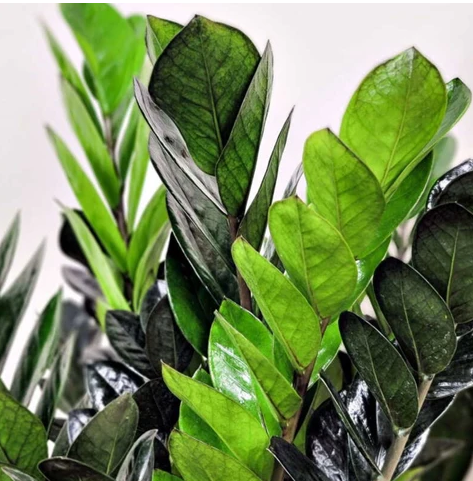 Raven ZZ | Great for Beginners | Succulent
