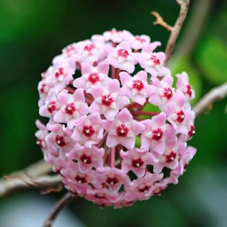 Hoya Krimson Princess | Pet-Safe | Semi-Succulent